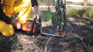 Best Tree Maintenance Programs  in Mars Hill, NC