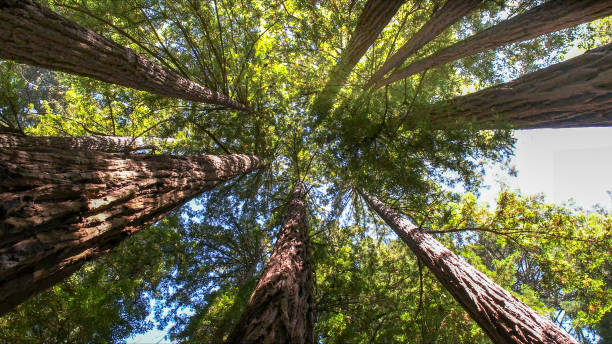 Best Tree and Shrub Care  in Mars Hill, NC
