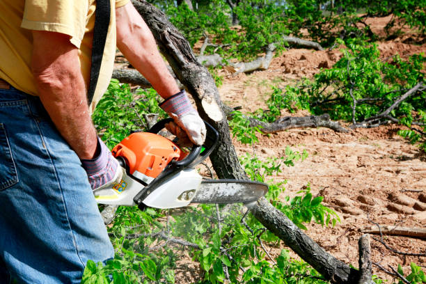 Best Stump Grinding and Removal  in Mars Hill, NC